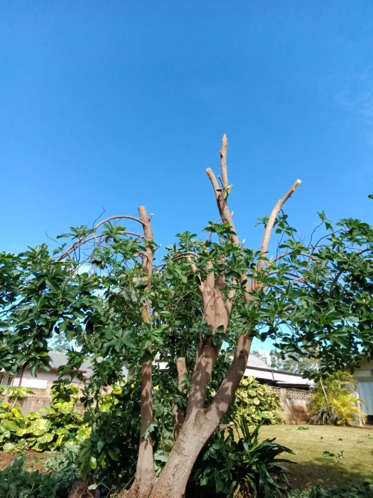 Expert garden landscaping in Waianae, HI by Kiings Landscaping