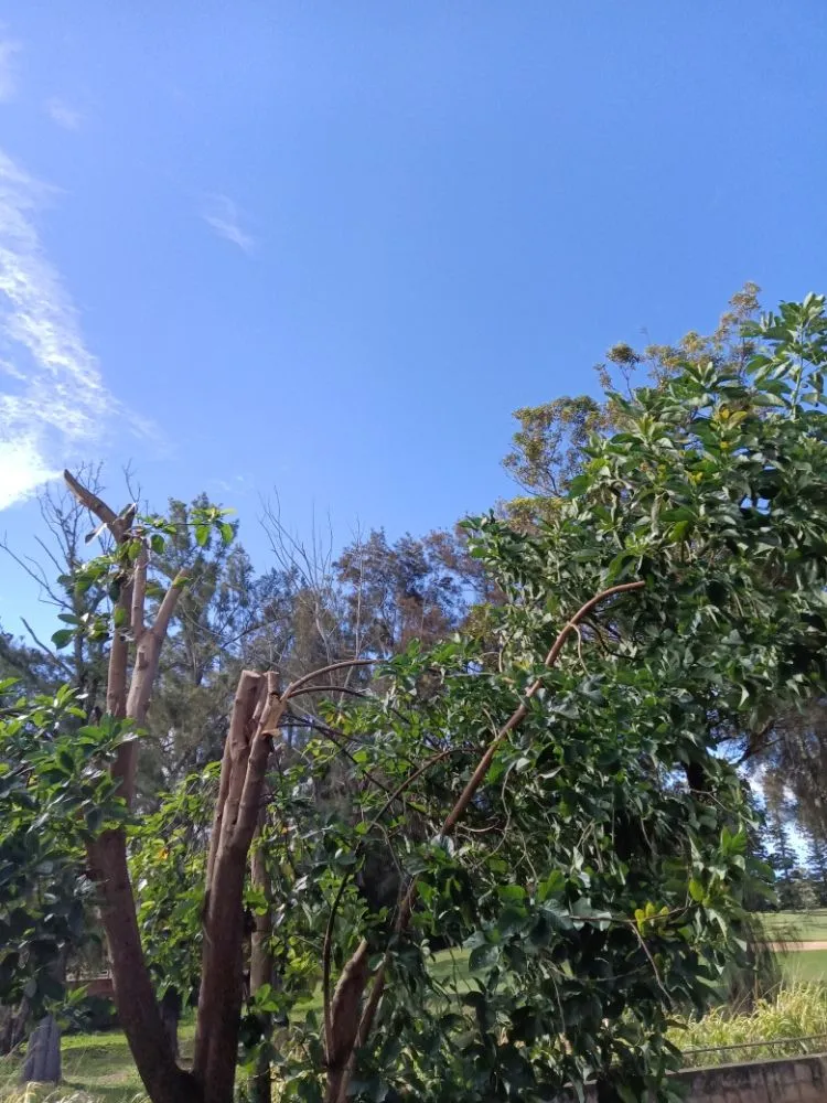 Custom lawn mowing service in Waianae, HI by Kiings Landscaping