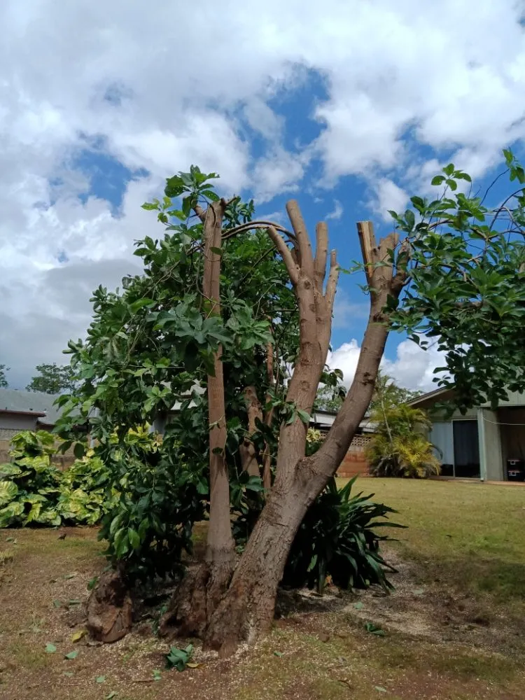 Expert lawn care service for outdoor upgrades in Waianae, HI by Kiings Landscaping