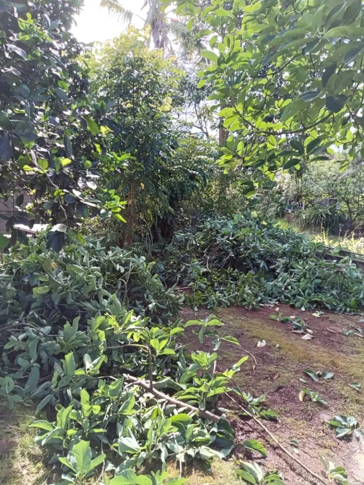 Custom landscape design in Waianae, HI - Kiings Landscaping