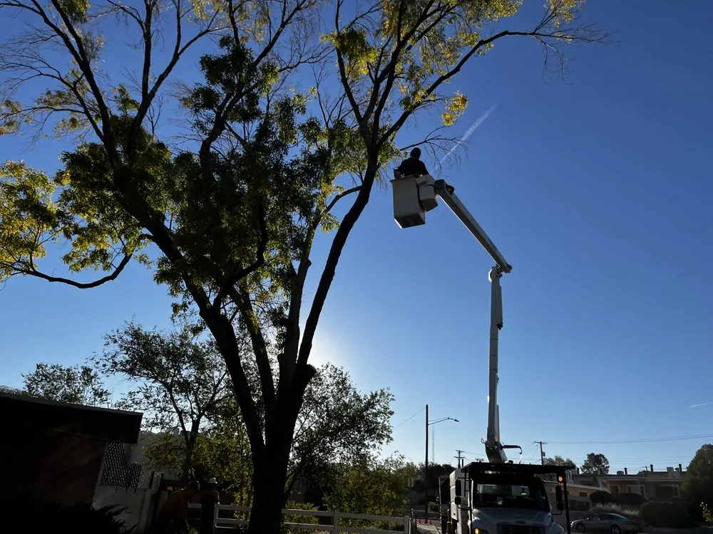 Trusted landscaping services for homes in Albuquerque, NM by Kiki's Tree Service