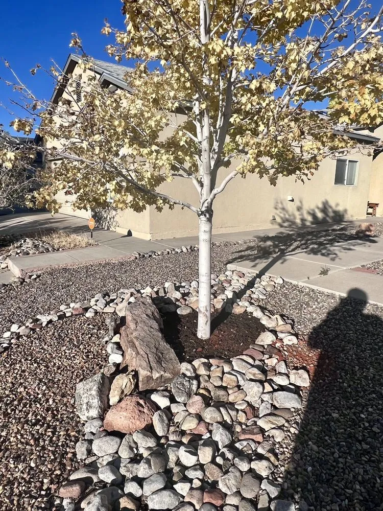 Professional yard maintenance in Albuquerque, NM - Kiki's Tree Service
