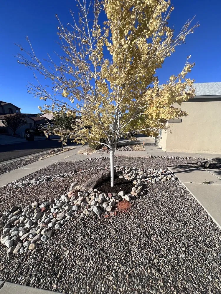 Local landscape installation for year-round maintenance in Albuquerque, NM by Kiki's Tree Service