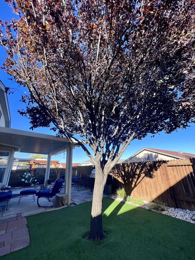 Top-rated garden landscaping for homes in Albuquerque, NM by Kiki's Tree Service