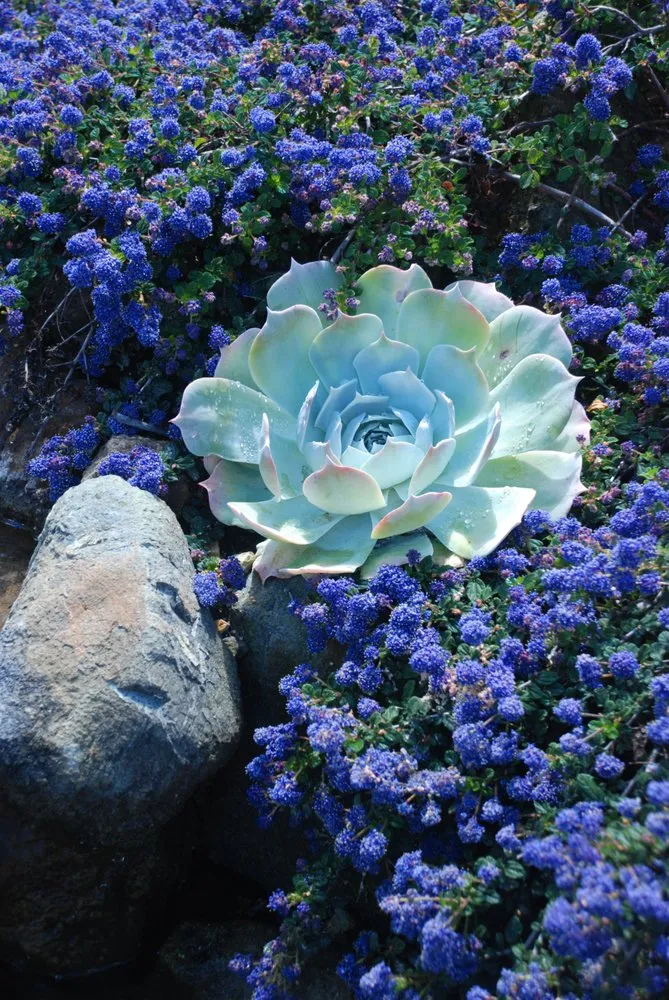 Expert yard maintenance in San Luis Obispo, CA by Kilcoyne Landscapes Design/Build