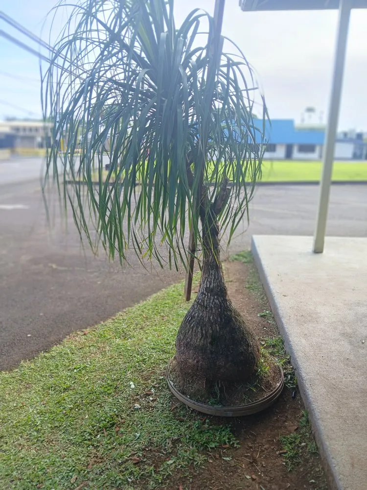 Expert landscaping services in Hilo, HI by Killah Yard Services