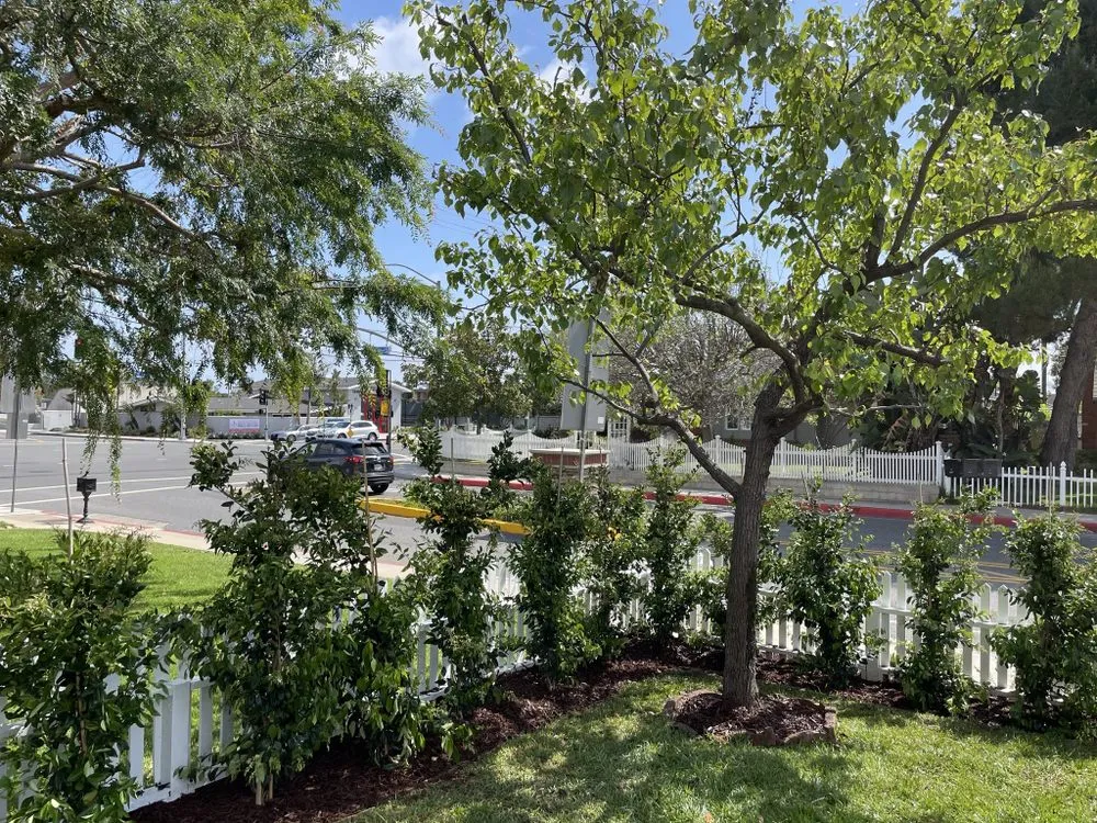 Reliable yard maintenance for residential properties in Costa Mesa, CA by Killelea Landscape