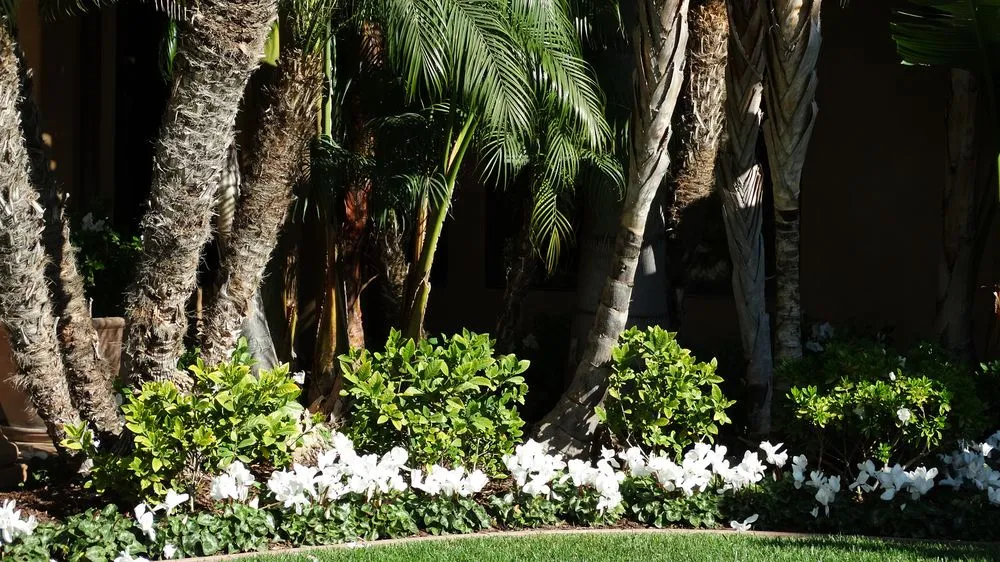 Professional yard cleanup service for residential properties across Costa Mesa, CA - Killelea Landscape