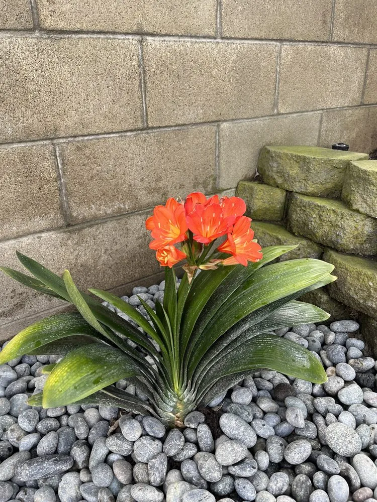 Reliable landscaping services experts serving Costa Mesa, CA - Killelea Landscape