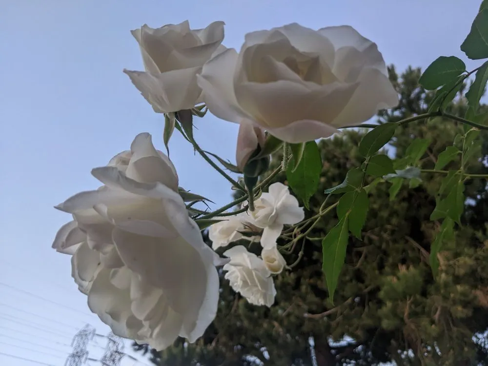 Top-rated landscaping services in Costa Mesa, CA - Killelea Landscape