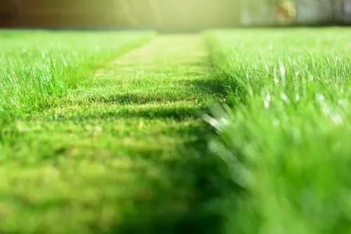 Trusted yard maintenance for year-round maintenance across Killen, AL - Killen Small Lawn Care