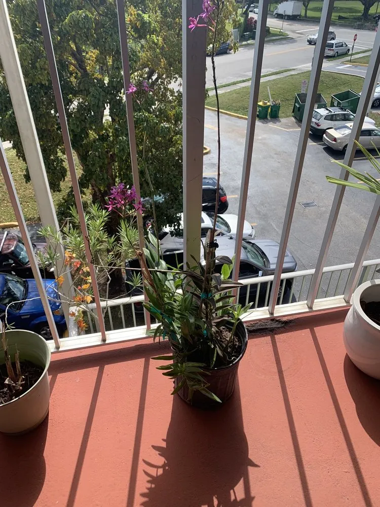 Local yard cleanup service in Miami, FL by Killian Growers Nursery