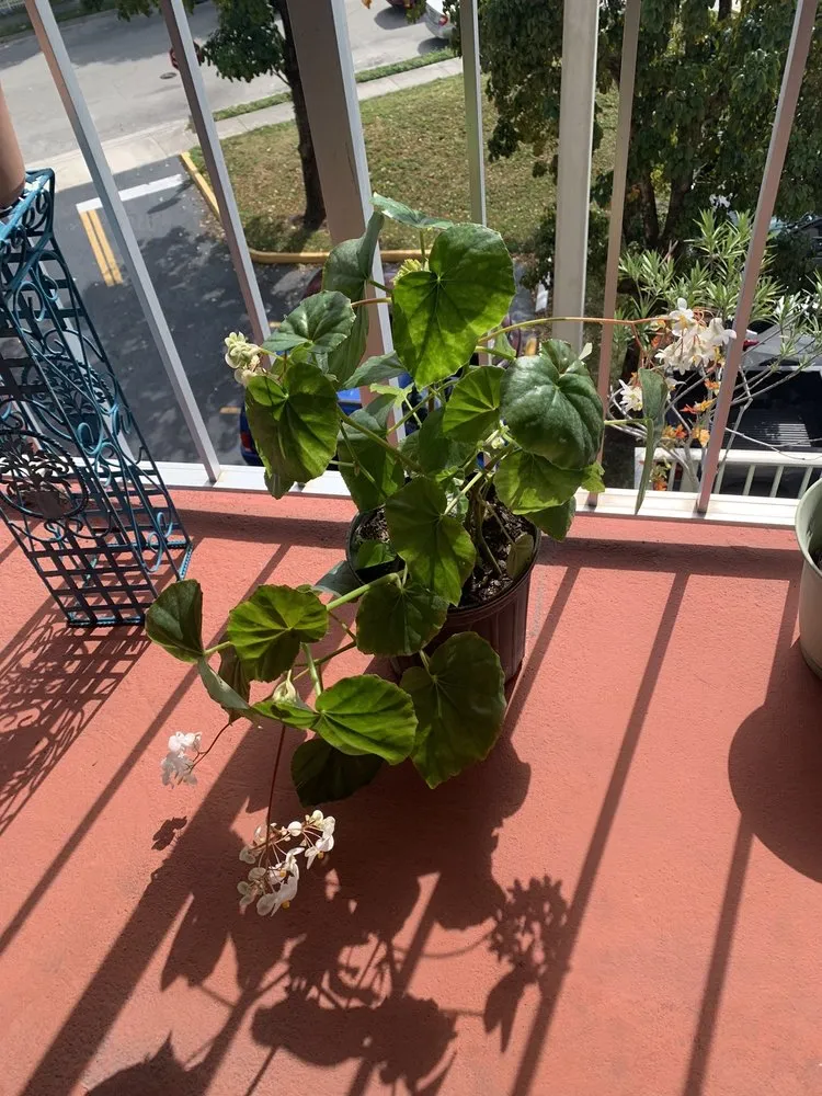 Affordable residential landscaping in Miami, FL by Killian Growers Nursery