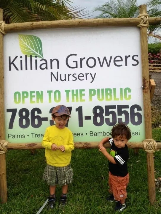 Expert outdoor landscaping in Miami, FL by Killian Growers Nursery