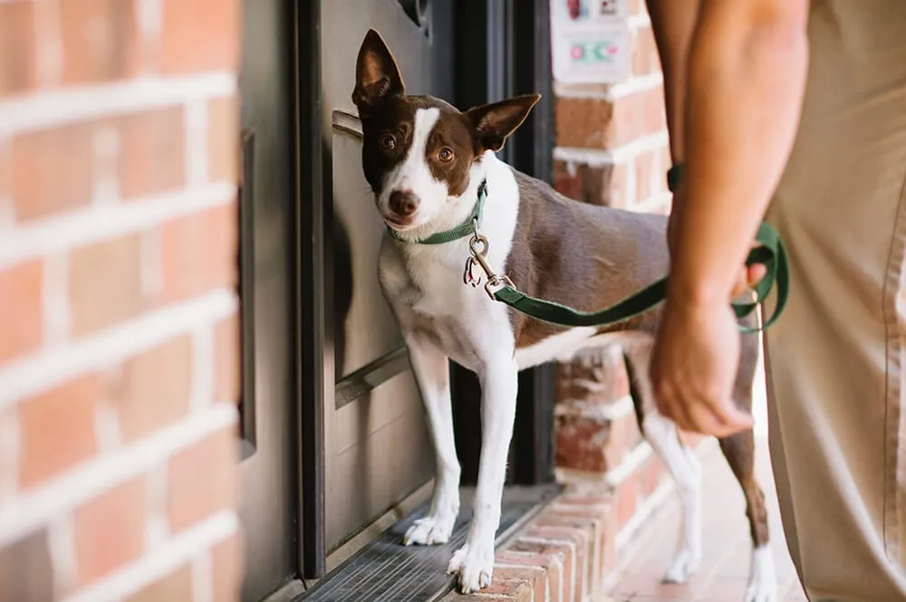 Local landscape installation with custom design across Charlotte, NC - Killingsworth Environmental