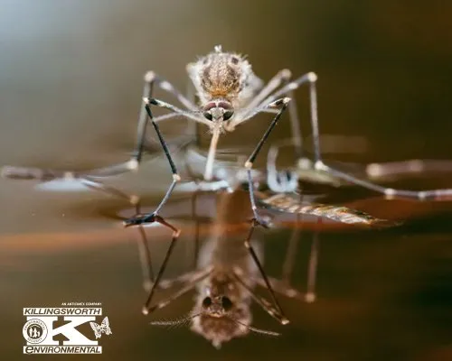 Custom garden landscaping for residential properties in Charlotte, NC by Killingsworth Environmental