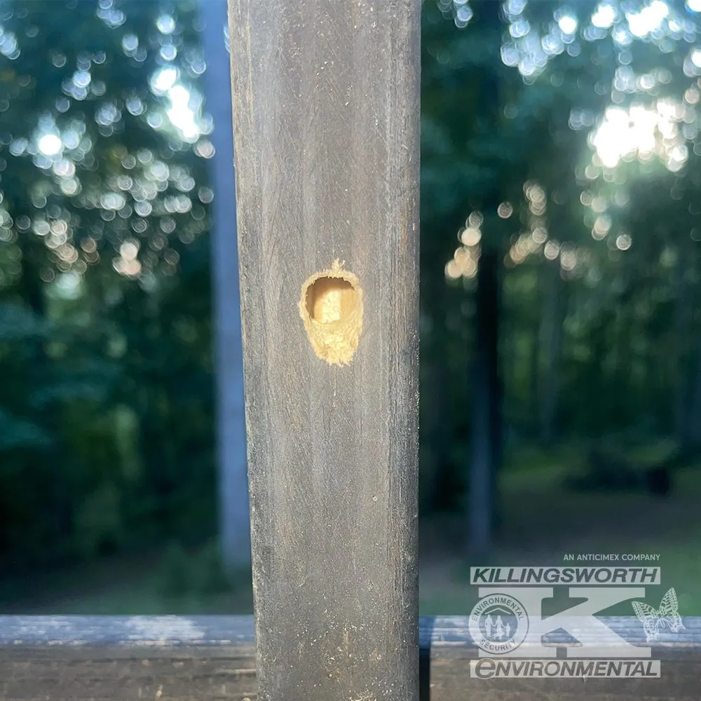 Expert landscape design in Concord, NC by Killingsworth Environmental