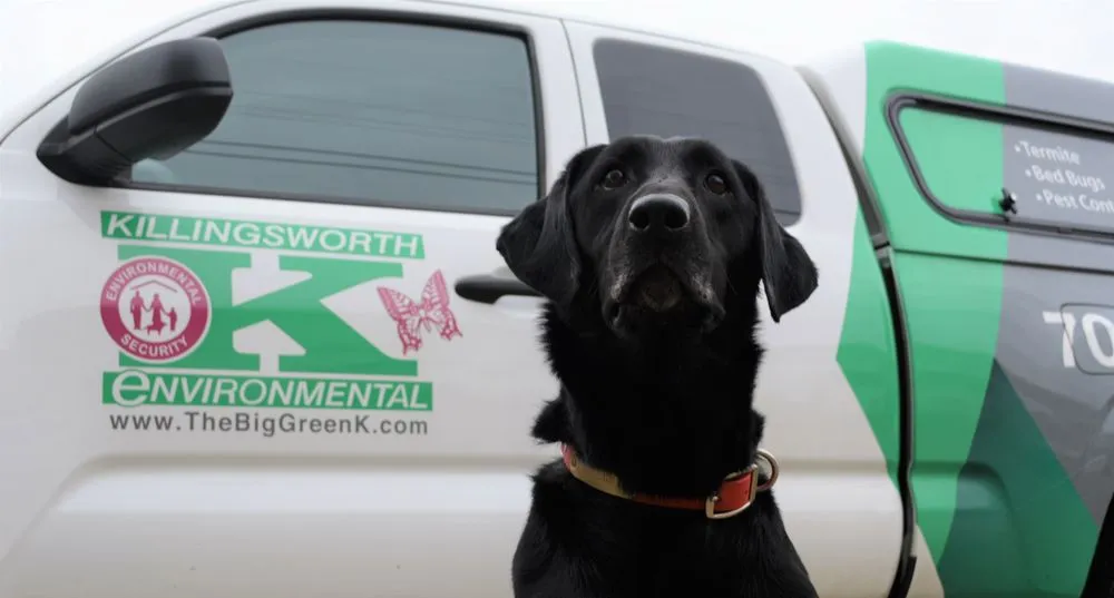 Trusted landscaping services in Mint Hill, NC by Killingsworth Environmental