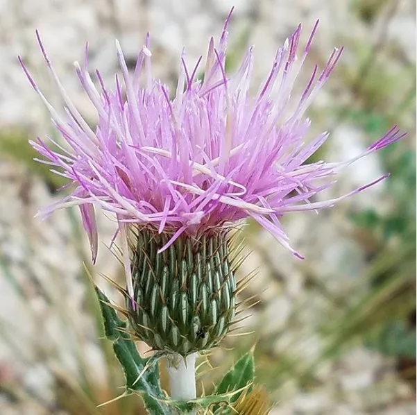 Trusted landscape design near you in Rapid City, SD by Kilted Lawn & Services