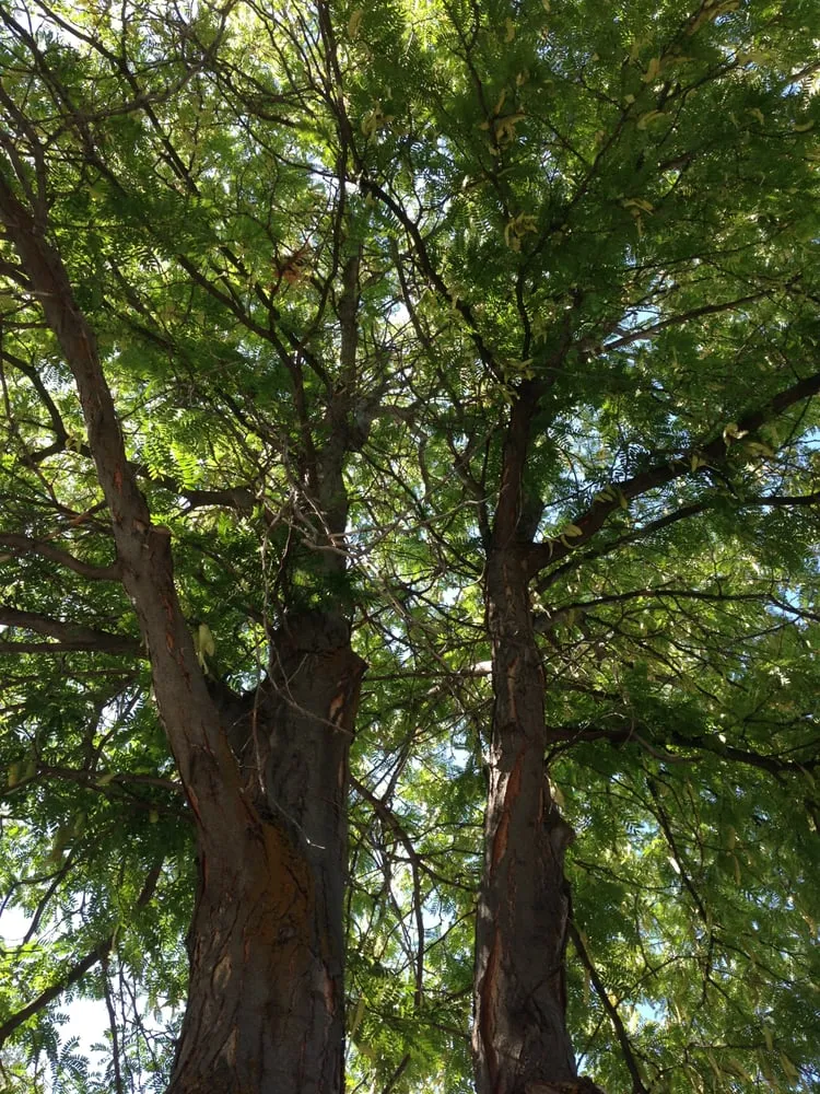 Professional yard maintenance near you in Draper, UT by Kimball Property Maintenance