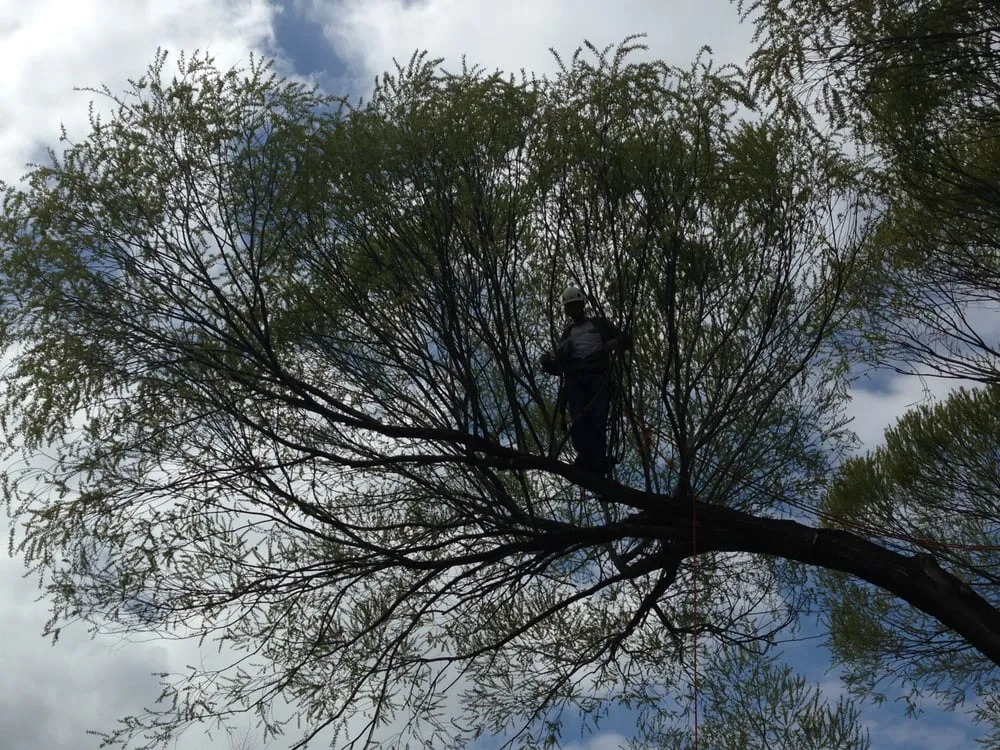 Trusted yard cleanup service in Draper, UT - Kimball Property Maintenance