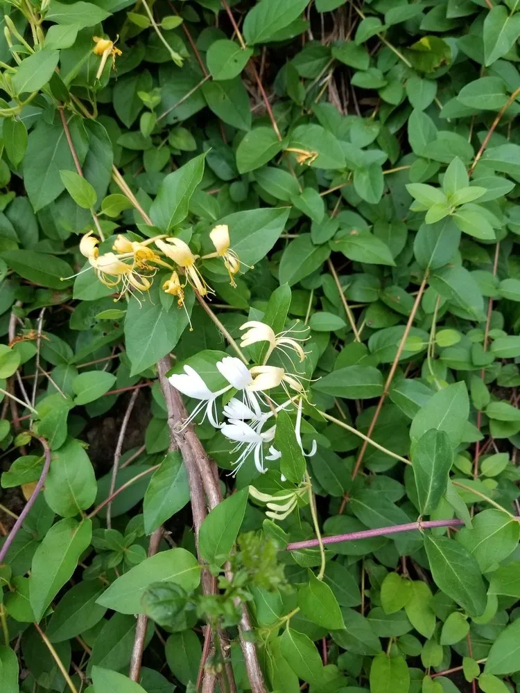 Affordable landscaping services experts serving Pittsburgh, PA - Kimicata Brothers