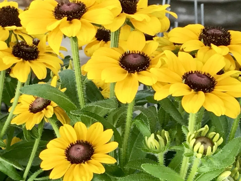 Local outdoor landscaping experts serving Huntsville, TX - Kim's Home and Garden Center