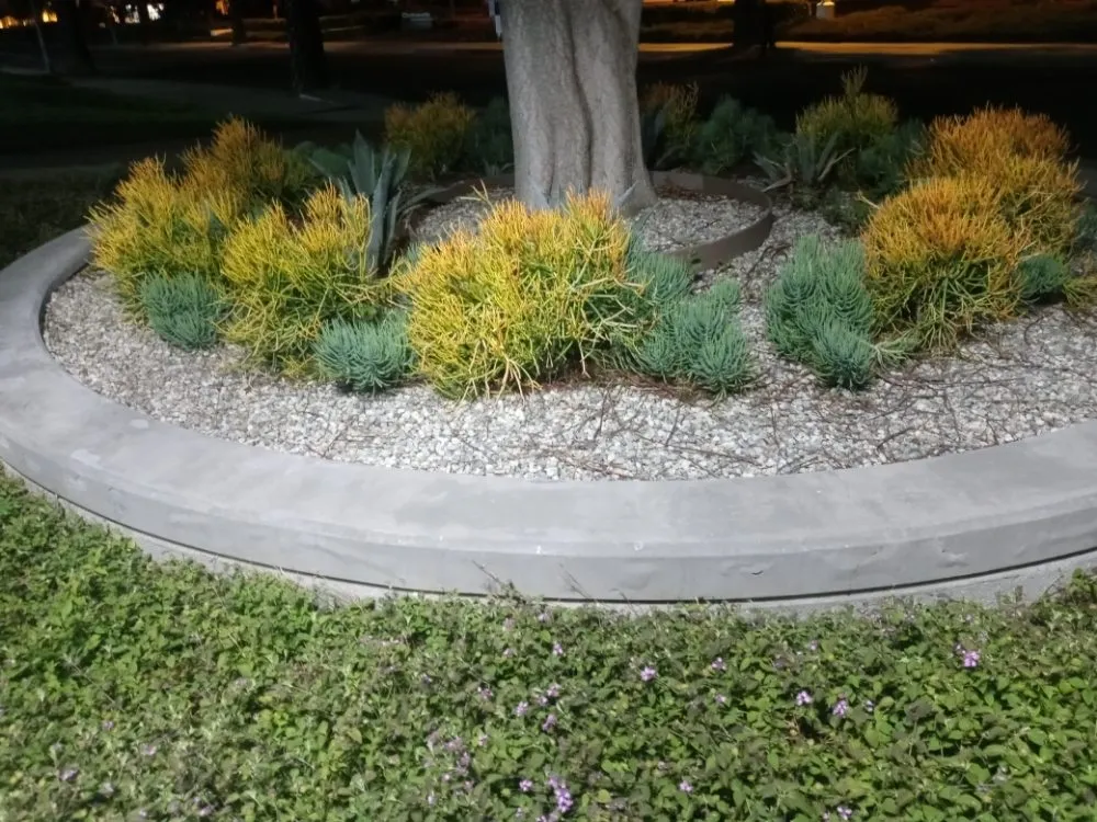 Expert lawn care service for year-round maintenance in San Fernando Valley, CA by Kim's landscaping