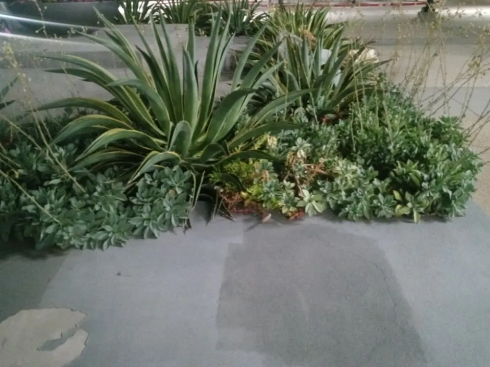 Local yard cleanup service in San Fernando Valley, CA - Kim's landscaping