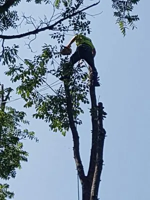 Kim's Lawn and Tree Service