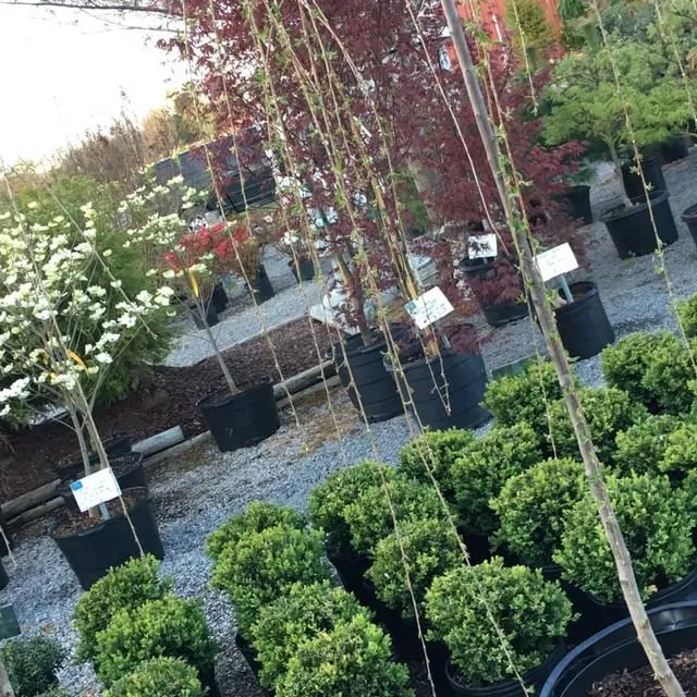 Professional residential landscaping in Scottsville, KY by Kim's Nursery