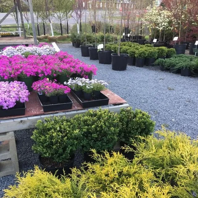 Custom yard cleanup service experts serving Scottsville, KY - Kim's Nursery