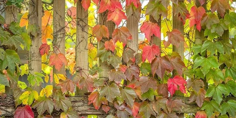 Trusted yard maintenance for outdoor upgrades across Orcutt, CA - Kincaid's Landscape Care