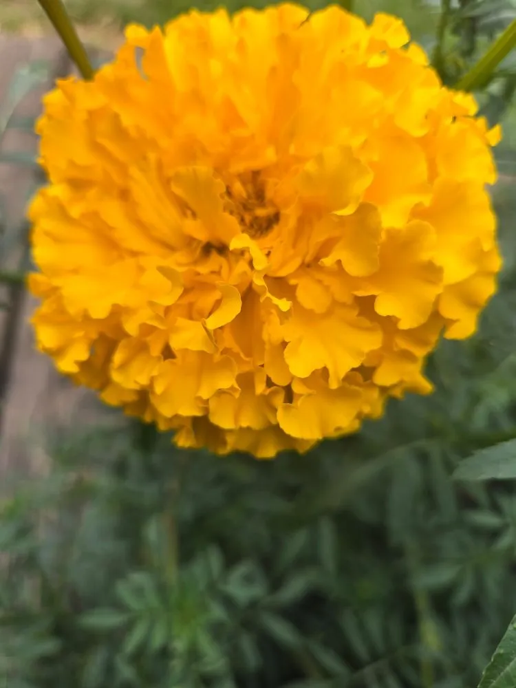 Professional outdoor landscaping for homes in Dayton, OH by Kincaids Landscaping