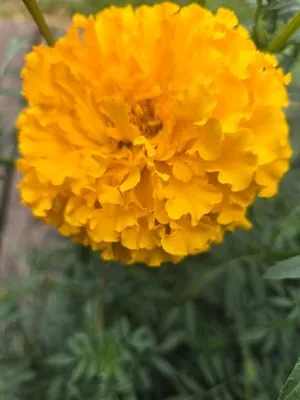 Kincaids Landscaping Logo