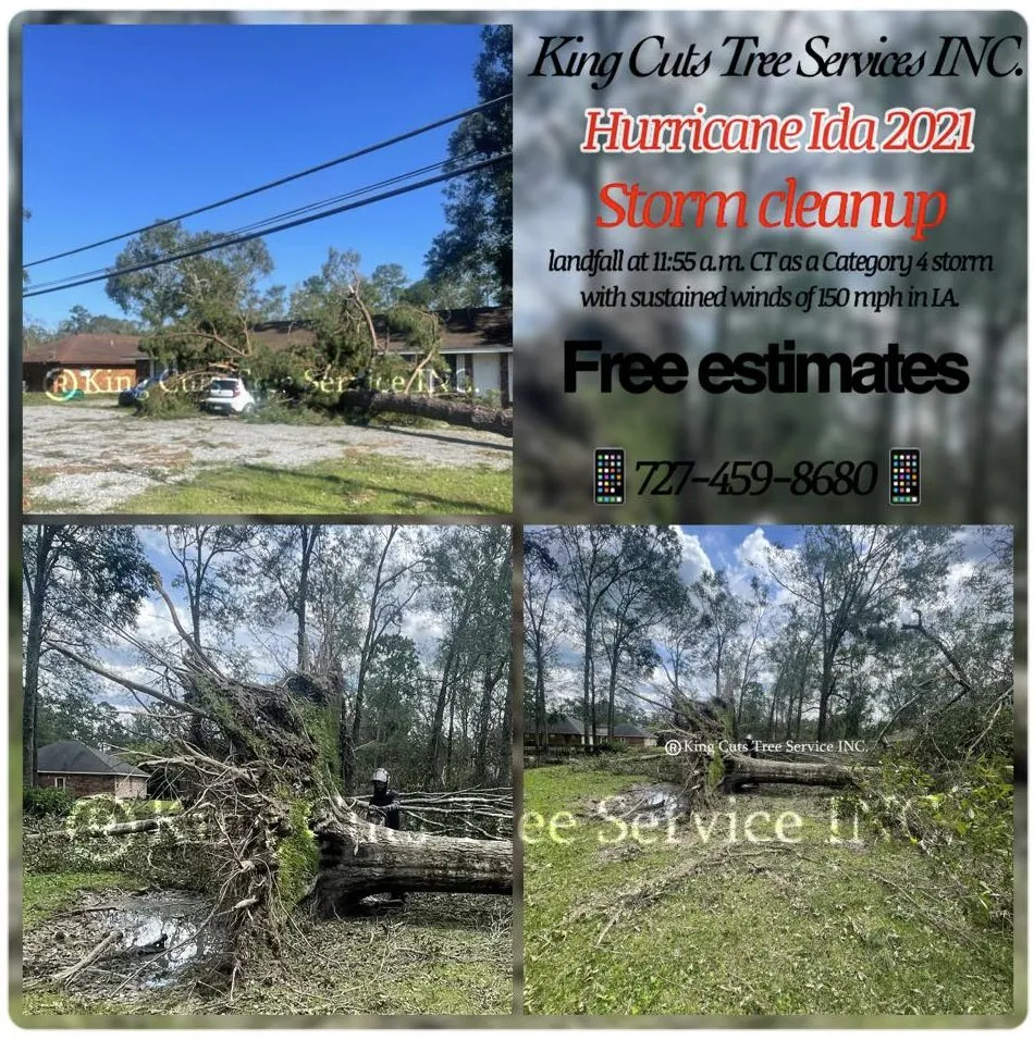 Professional landscaping services in St. Petersburg, FL by King Cuts Tree Services