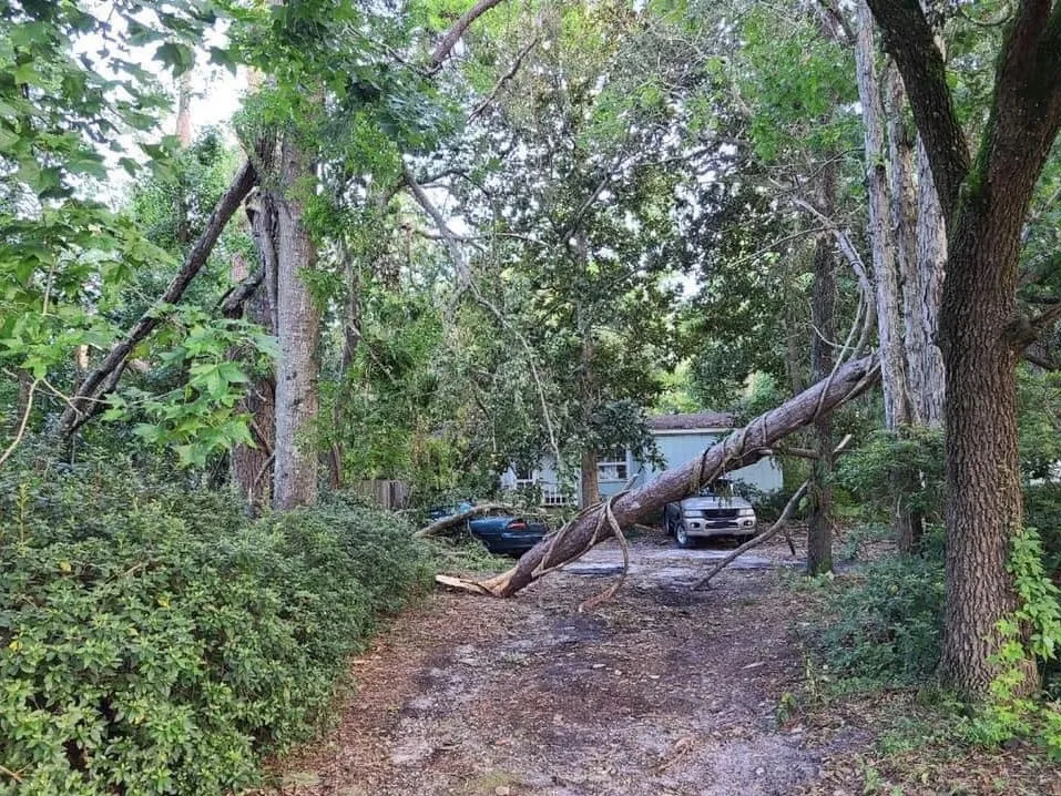 Affordable lawn care service in St. Petersburg, FL - King Cuts Tree Services