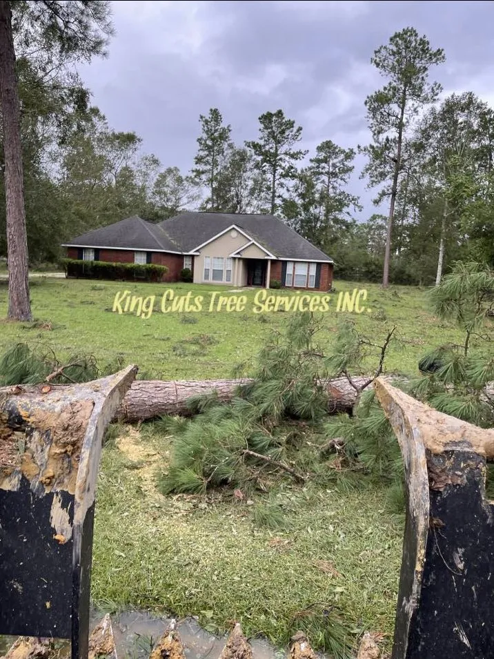 Reliable residential landscaping with custom design in St. Petersburg, FL by King Cuts Tree Services