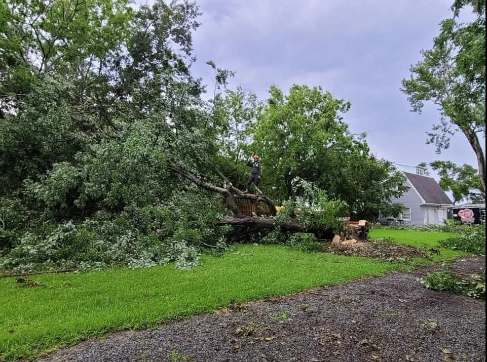 Affordable landscaping services in St. Petersburg, FL by King Cuts Tree Services