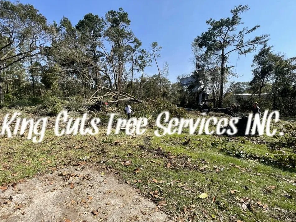 Local landscape installation for year-round maintenance in St. Petersburg, FL by King Cuts Tree Services