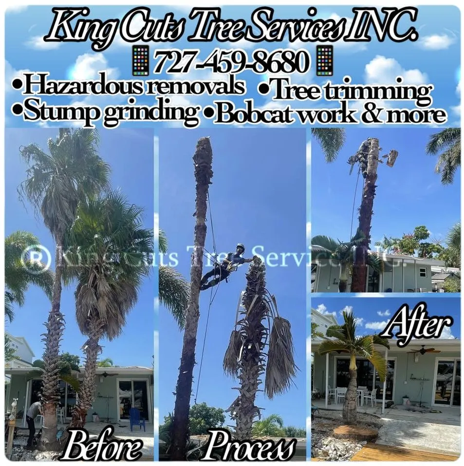 Affordable lawn mowing service in St. Petersburg, FL - King Cuts Tree Services