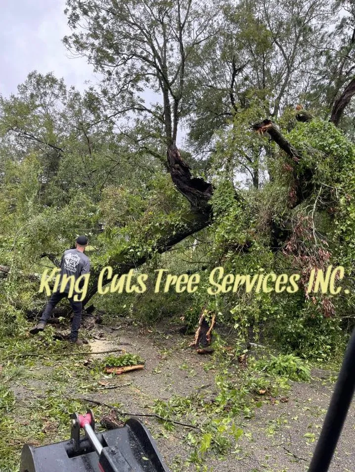 Professional landscape design in St. Petersburg, FL - King Cuts Tree Services