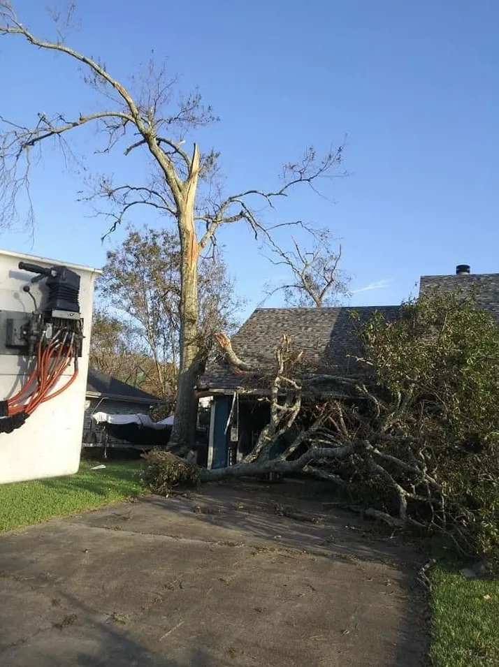 Expert lawn care service in St. Petersburg, FL by King Cuts Tree Services