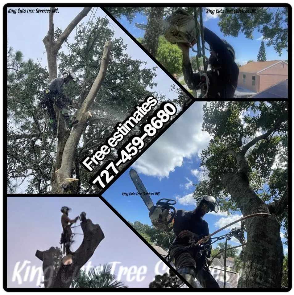 Reliable landscaping services in St. Petersburg, FL - King Cuts Tree Services