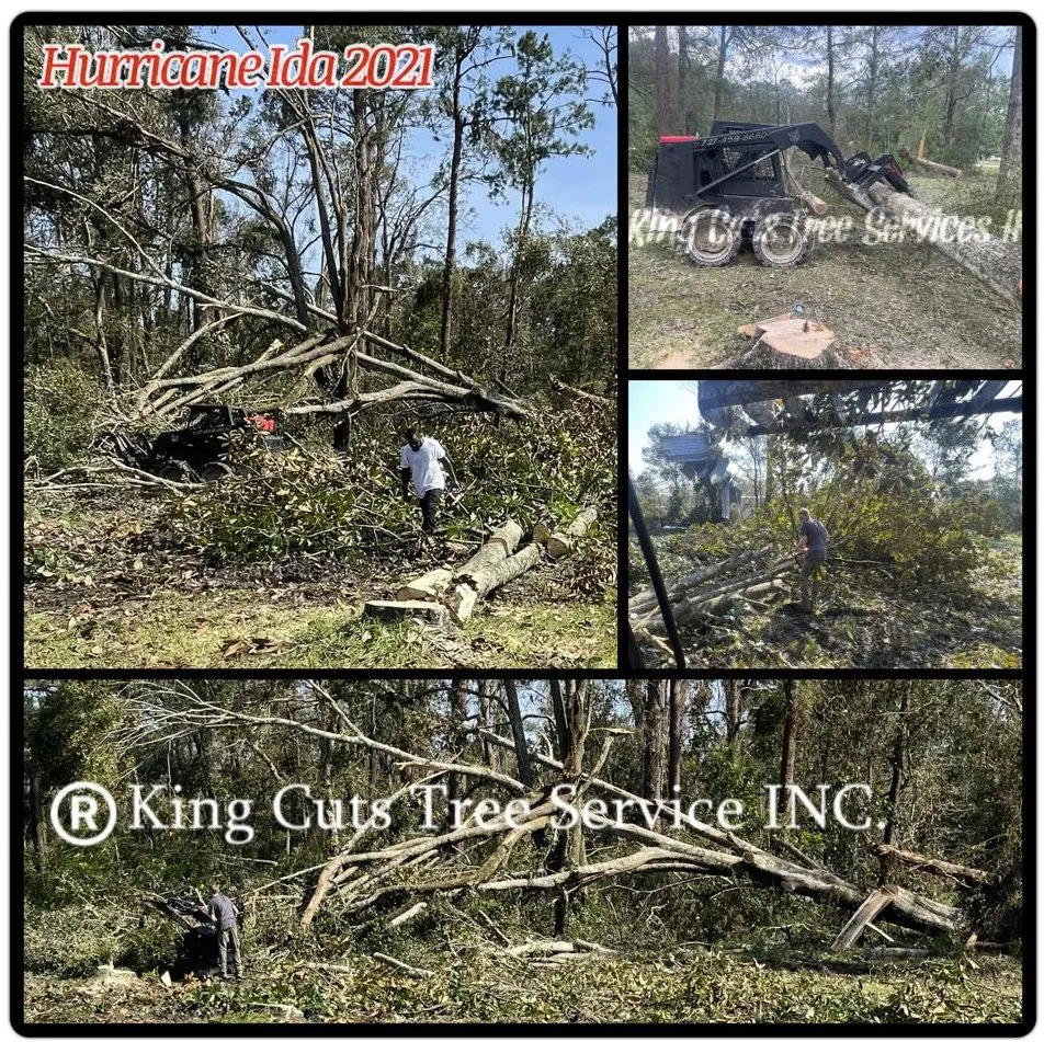 Top-rated landscaping services in St. Petersburg, FL by King Cuts Tree Services