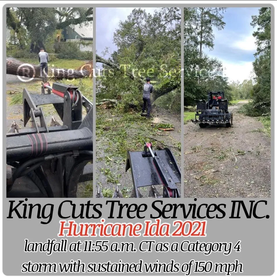 Custom yard maintenance for homes across St. Petersburg, FL - King Cuts Tree Services