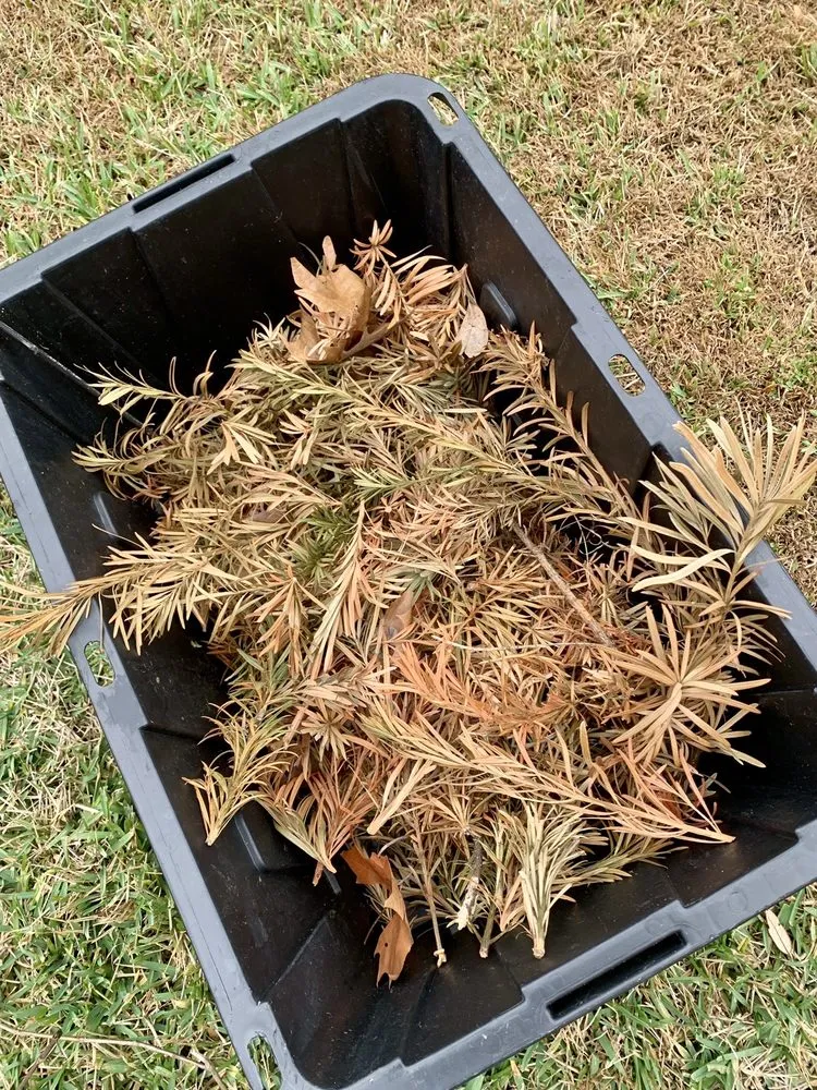 Top-rated lawn care service in Altamonte Springs, FL - King Essential Yard Services