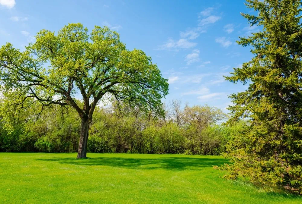 Affordable lawn mowing service in Altamonte Springs, FL - King Essential Yard Services