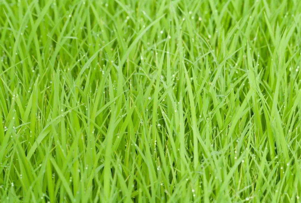 Expert yard cleanup service with custom design across Altamonte Springs, FL - King Essential Yard Services