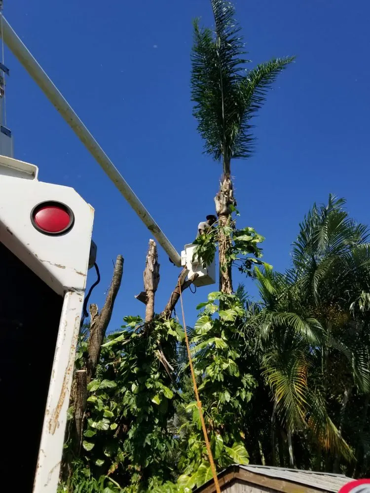 Local yard maintenance in Altamonte Springs, FL - King Essential Yard Services